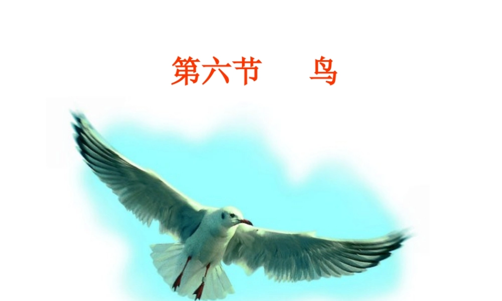 八年级生物上册 5.1.6《鸟》课件2 （新版）新人教版-（新版）新人教版初中八年级上册生物课件