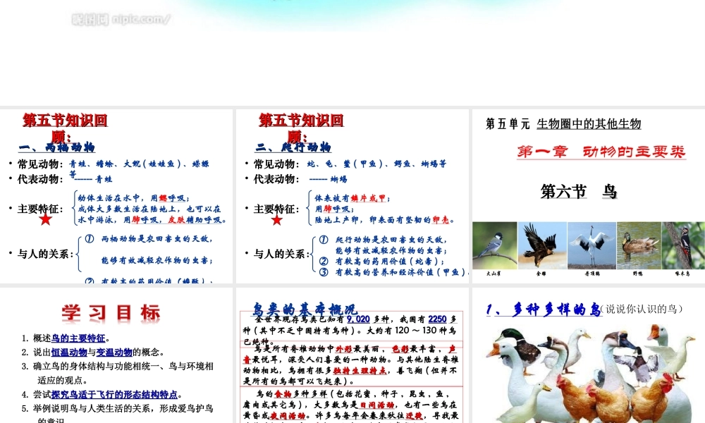 八年级生物上册 5.1.6《鸟》课件2 （新版）新人教版-（新版）新人教版初中八年级上册生物课件