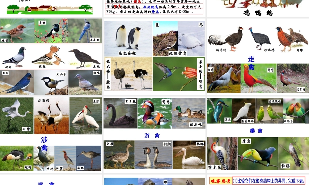 八年级生物上册 5.1.6《鸟》课件2 （新版）新人教版-（新版）新人教版初中八年级上册生物课件