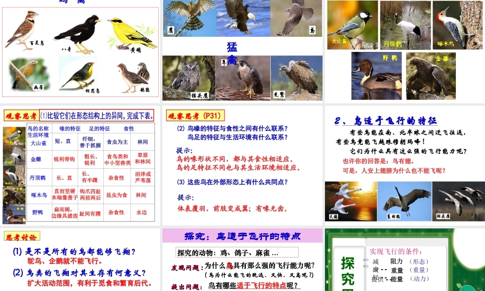 八年级生物上册 5.1.6《鸟》课件2 （新版）新人教版-（新版）新人教版初中八年级上册生物课件