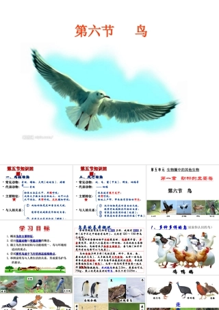 八年级生物上册 5.1.6《鸟》课件2 （新版）新人教版-（新版）新人教版初中八年级上册生物课件
