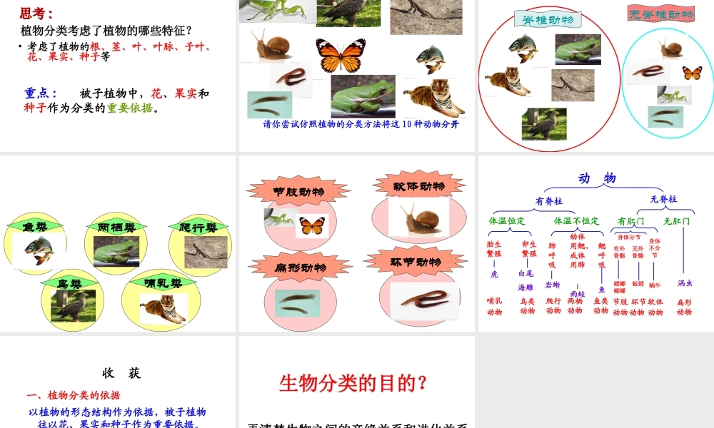 八年级生物上册 6.1.1 尝试对生物进行分类课件 （新版）新人教版-（新版）新人教版初中八年级上册生物课件