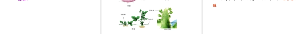 八年级生物上册 7.19.1《植物的生殖》课件2 （新版）苏科版-（新版）苏科级上册生物课件