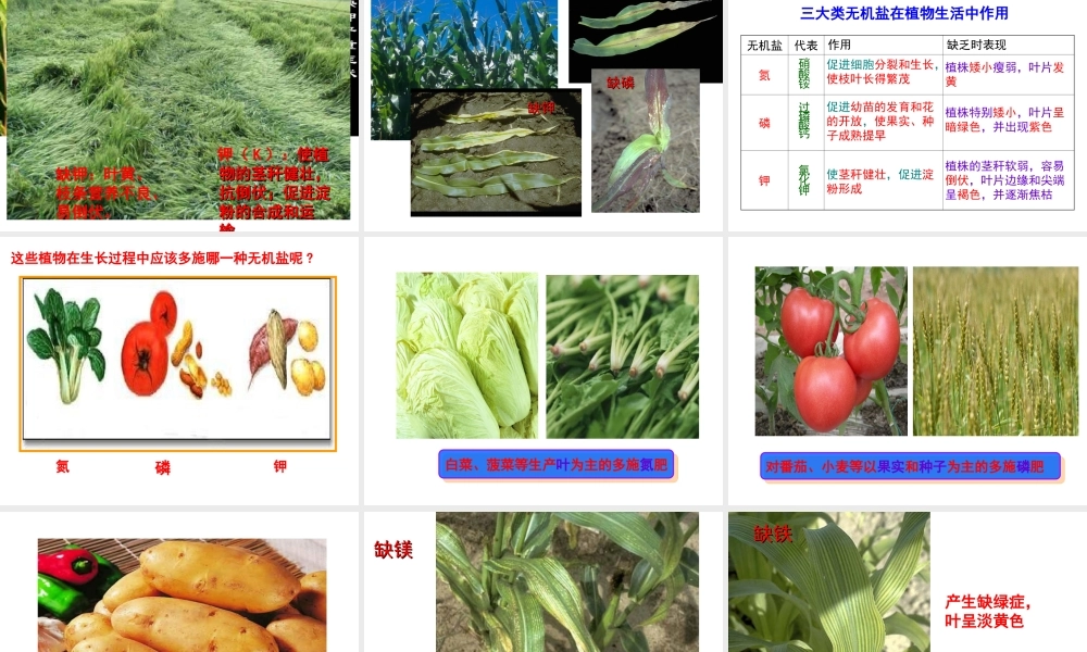 八年级生物上册 第3单元 第2章 第3节 无机盐与植物的生长课件 （新版）冀教版-（新版）冀教版初中八年级上册生物课件