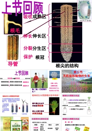 八年级生物上册 第3单元 第2章 第3节 无机盐与植物的生长课件 （新版）冀教版-（新版）冀教版初中八年级上册生物课件