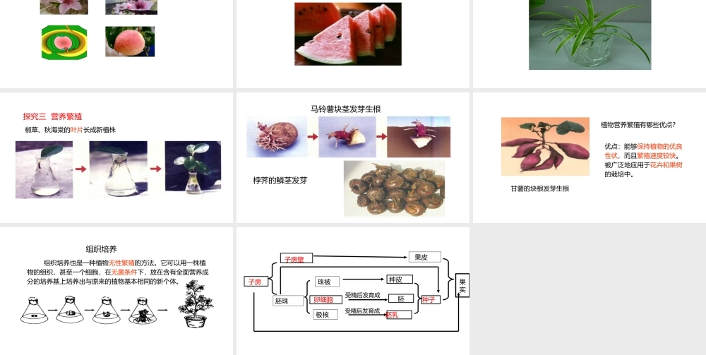 八年级生物上册 7.19.1植物的生殖课件 （新版）苏科版-（新版）苏科版初中八年级上册生物课件