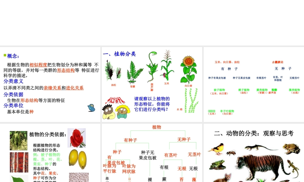 八年级生物上册 6.1.1 尝试对生物进行分类课件1 （新版）新人教版