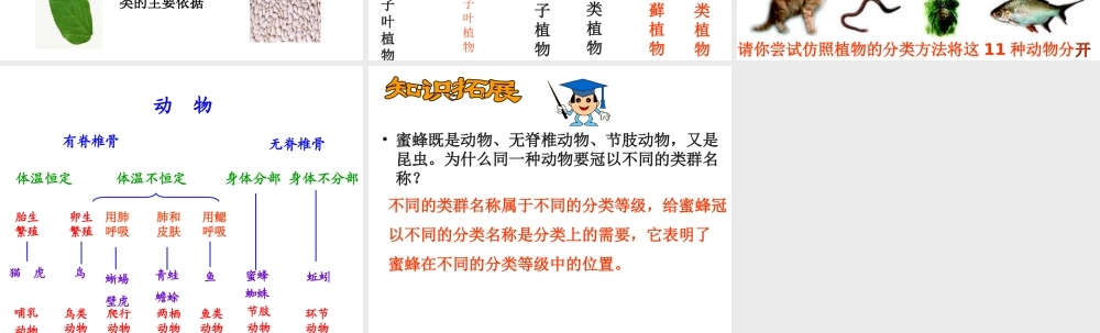 八年级生物上册 6.1.1 尝试对生物进行分类课件1 （新版）新人教版