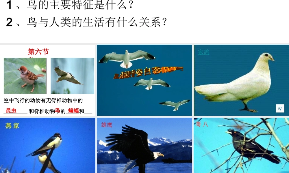 八年级生物上册 5.1.6《鸟》课件3 （新版）新人教版-（新版）新人教版初中八年级上册生物课件