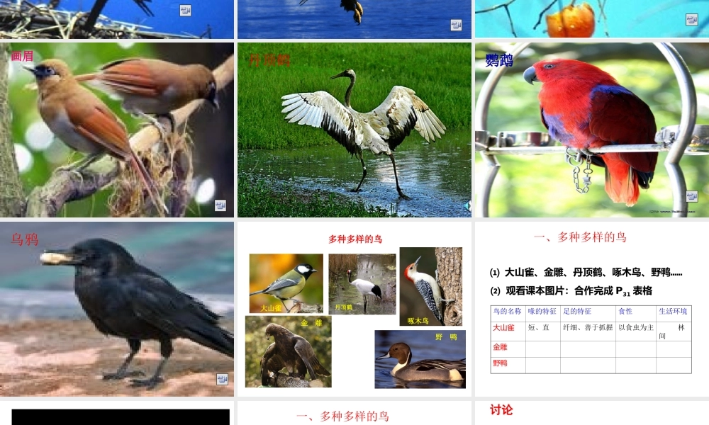 八年级生物上册 5.1.6《鸟》课件3 （新版）新人教版-（新版）新人教版初中八年级上册生物课件