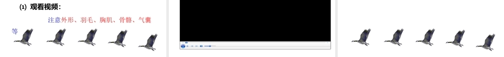 八年级生物上册 5.1.6《鸟》课件3 （新版）新人教版-（新版）新人教版初中八年级上册生物课件