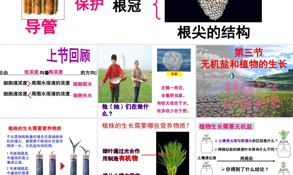 八年级生物上册 第3单元 第2章 第3节 无机盐与植物的生长课件 （新版）冀教版-（新版）冀教级上册生物课件