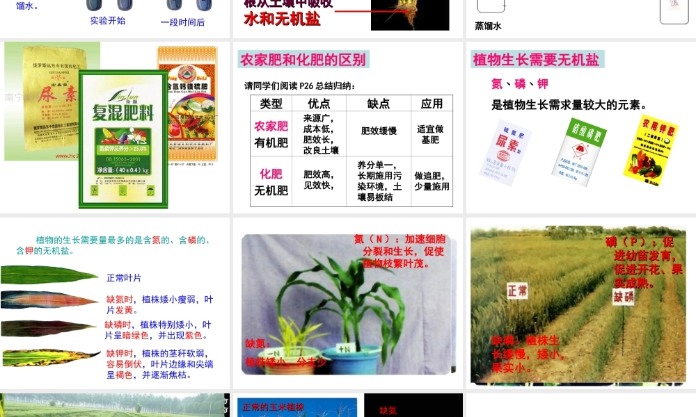 八年级生物上册 第3单元 第2章 第3节 无机盐与植物的生长课件 （新版）冀教版-（新版）冀教级上册生物课件