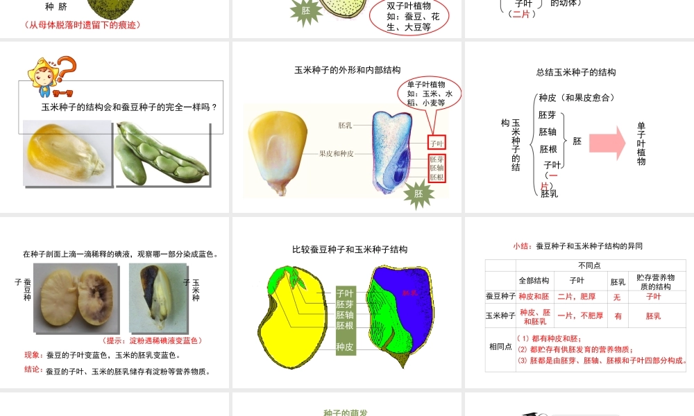 八年级生物上册 7.19.2《植物的生长发育》第1课时课件 （新版）苏科版-（新版）苏科版初中八年级上册生物课件