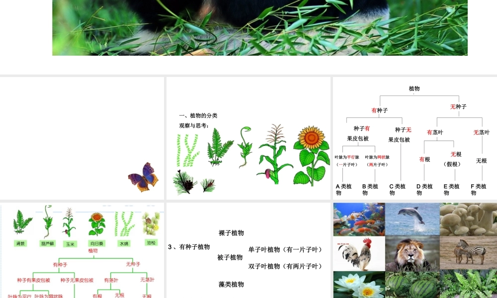 八年级生物上册 6.1.1 尝试对生物进行分类课件2 （新版）新人教版
