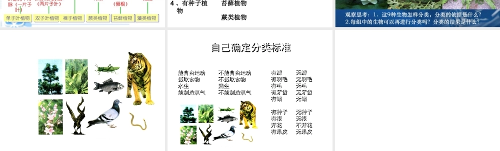 八年级生物上册 6.1.1 尝试对生物进行分类课件2 （新版）新人教版