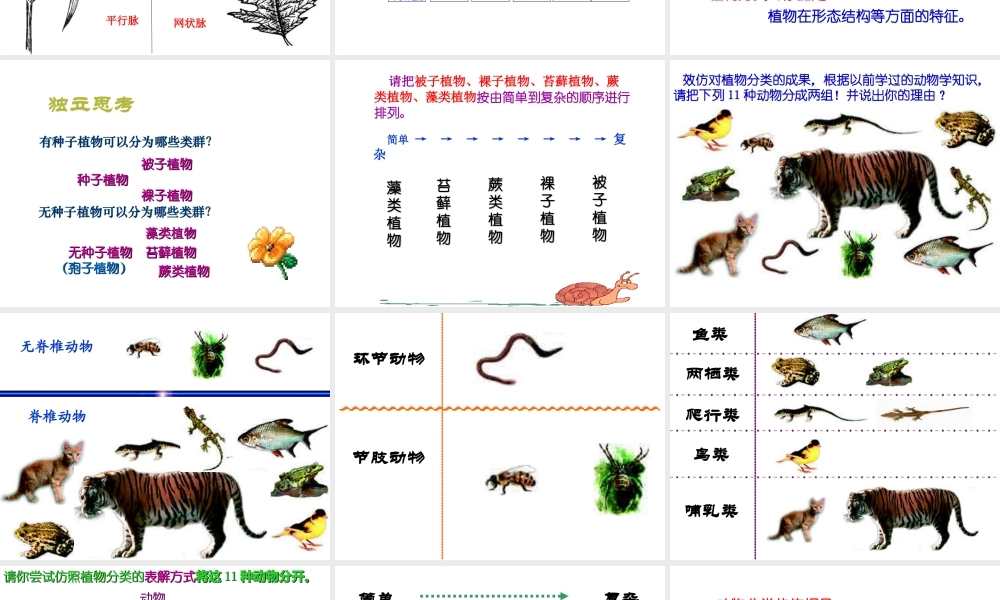 八年级生物上册 6.1.1 尝试对生物进行分类课件3 （新版）新人教版