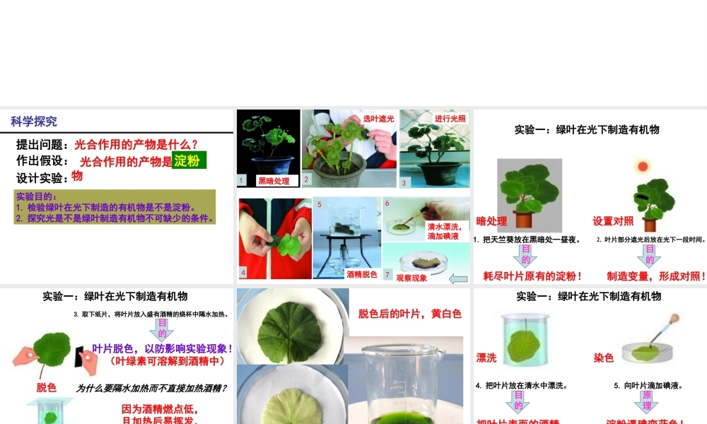 八年级生物上册 第3单元 第3章 第1节 光合作用的产物课件 （新版）冀教版-（新版）冀教级上册生物课件