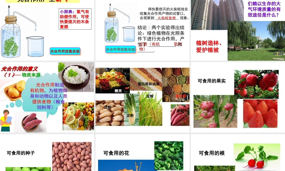 八年级生物上册 第3单元 第3章 第1节 光合作用的产物课件 （新版）冀教版-（新版）冀教级上册生物课件