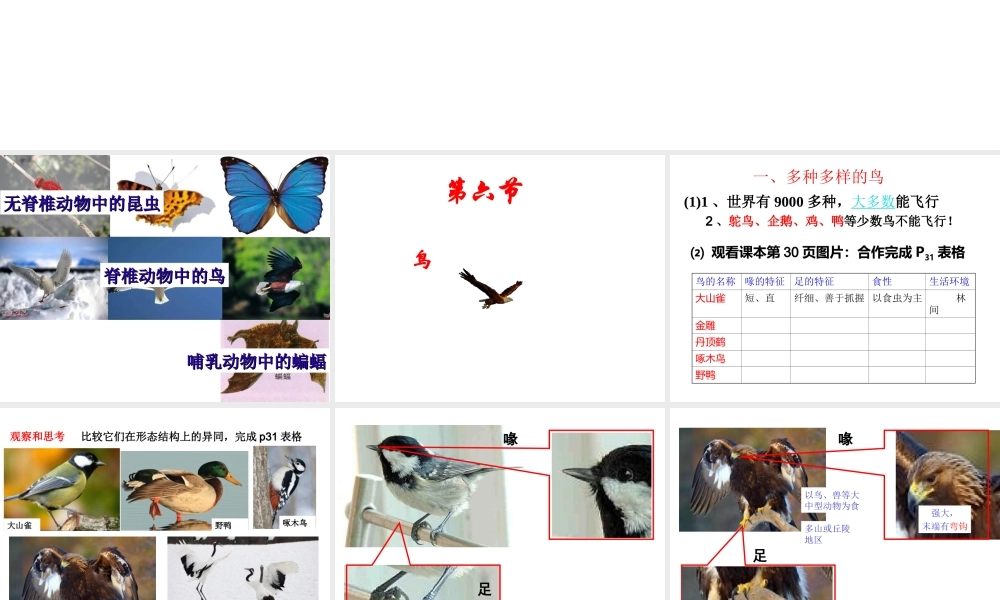 八年级生物上册 5.1.6《鸟》课件4 （新版）新人教版-（新版）新人教版初中八年级上册生物课件