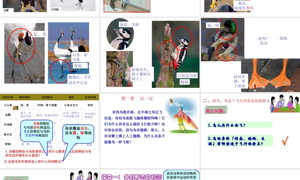 八年级生物上册 5.1.6《鸟》课件4 （新版）新人教版-（新版）新人教版初中八年级上册生物课件