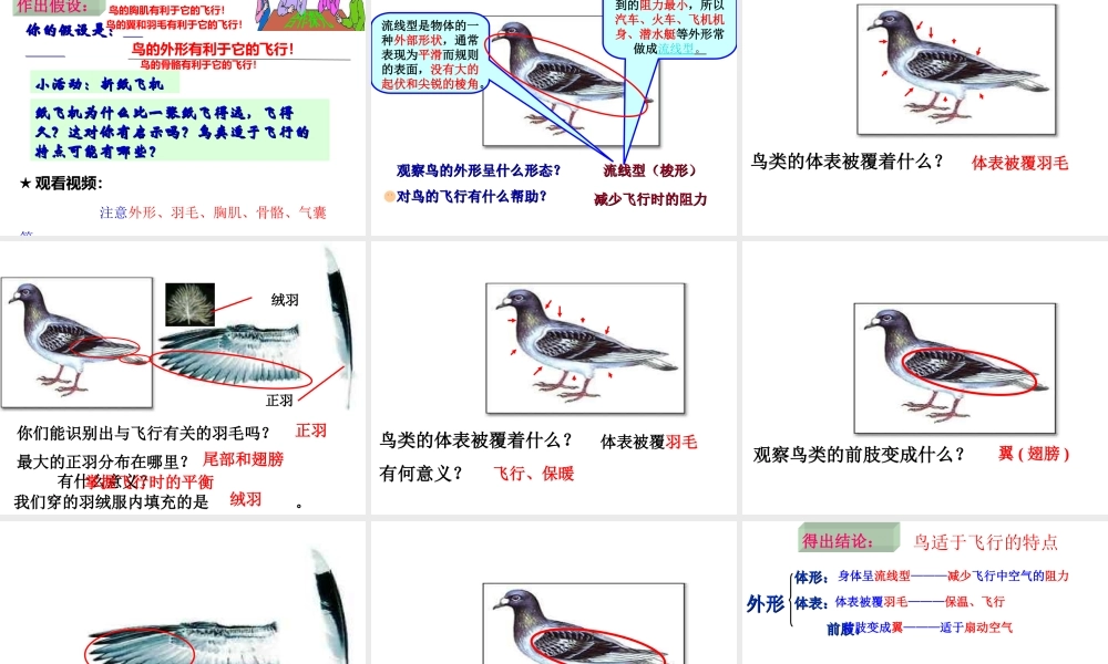 八年级生物上册 5.1.6《鸟》课件4 （新版）新人教版-（新版）新人教版初中八年级上册生物课件