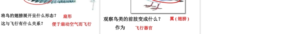 八年级生物上册 5.1.6《鸟》课件4 （新版）新人教版-（新版）新人教版初中八年级上册生物课件