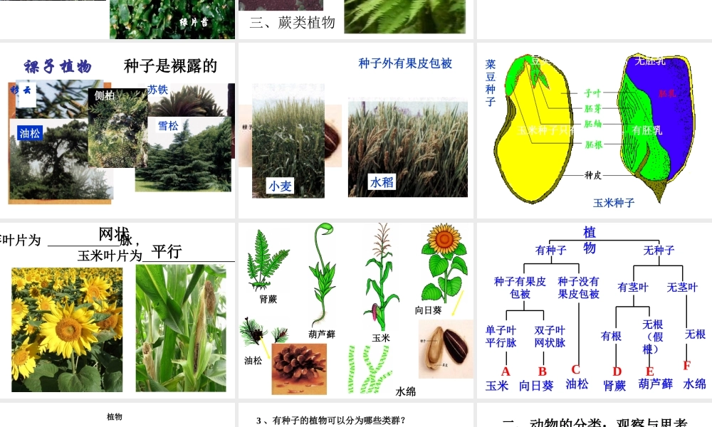 八年级生物上册 6.1.1 尝试对生物进行分类课件4 （新版）新人教版