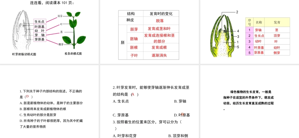 八年级生物上册 7.19.2《植物的生长发育》第2课时课件 （新版）苏科版-（新版）苏科版初中八年级上册生物课件