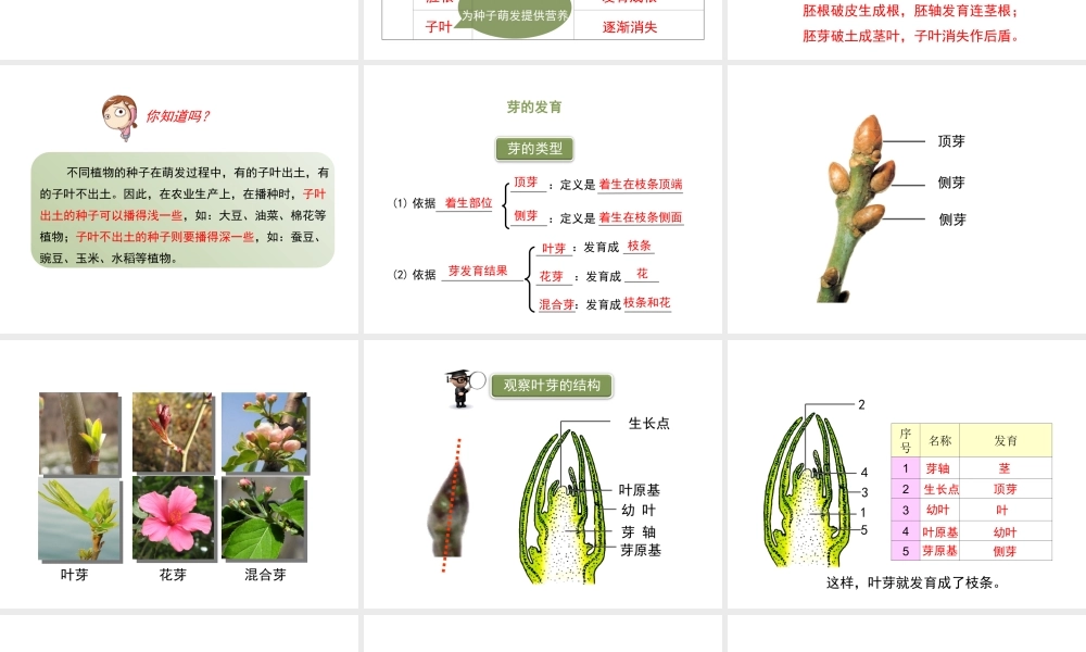 八年级生物上册 7.19.2《植物的生长发育》第2课时课件 （新版）苏科版-（新版）苏科级上册生物课件