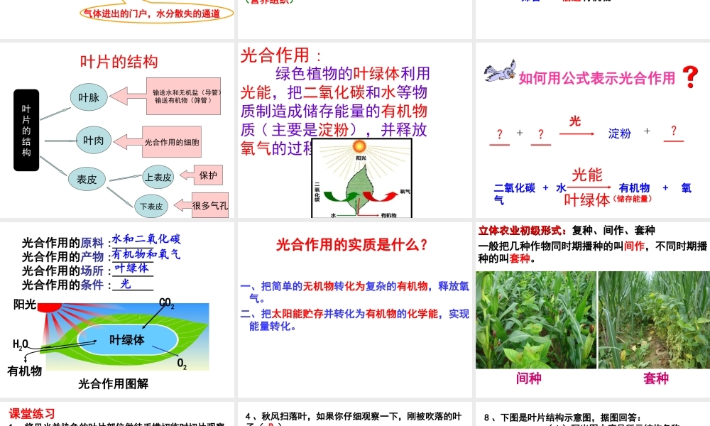 八年级生物上册 第3单元 第3章 第3节 光合作用的场所课件 （新版）冀教版-（新版）冀教版初中八年级上册生物课件