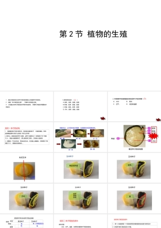 八年级生物上册 7.19.2植物的生长发育课件 （新版）苏科版-（新版）苏科版初中八年级上册生物课件
