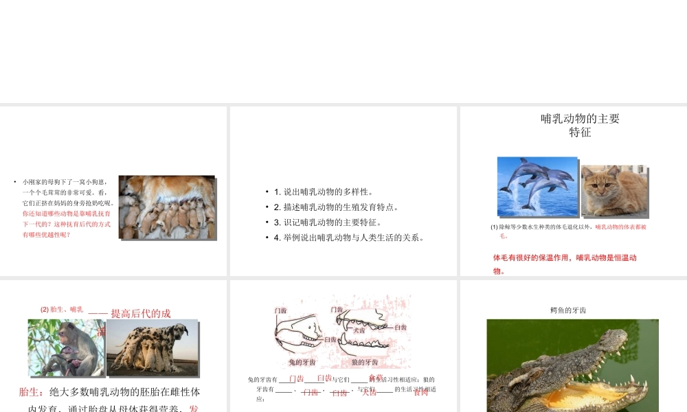 八年级生物上册 5.1.7 哺乳动物教学课件 （新版）新人教版-（新版）新人教版初中八年级上册生物课件