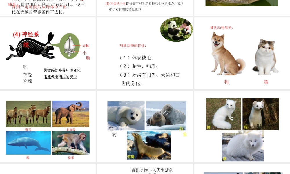 八年级生物上册 5.1.7 哺乳动物教学课件 （新版）新人教版-（新版）新人教版初中八年级上册生物课件