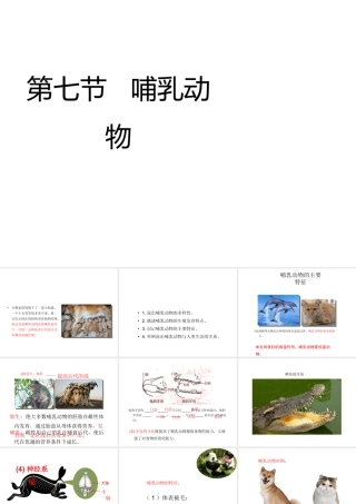 八年级生物上册 5.1.7 哺乳动物教学课件 （新版）新人教版-（新版）新人教版初中八年级上册生物课件