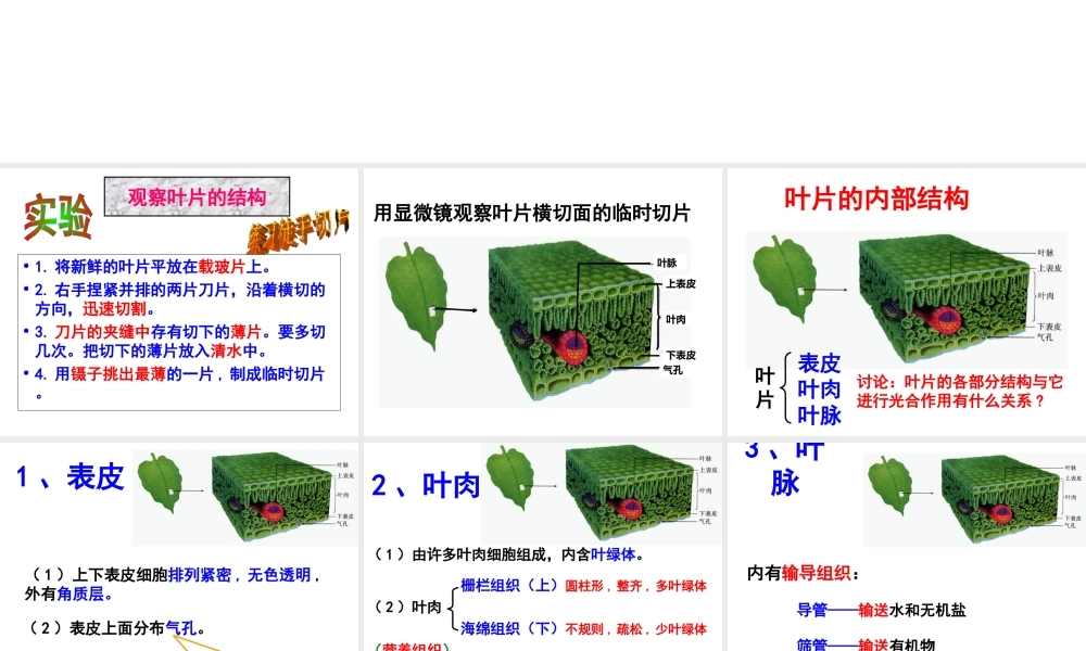 八年级生物上册 第3单元 第3章 第3节 光合作用的场所课件 （新版）冀教版-（新版）冀教级上册生物课件