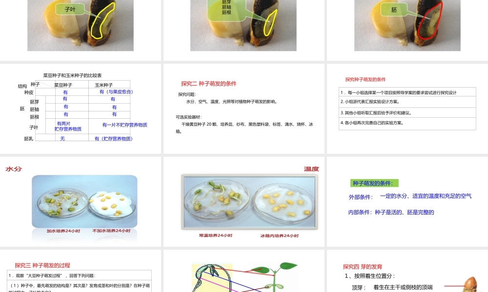 八年级生物上册 7.19.2植物的生长发育课件 （新版）苏科版-（新版）苏科级上册生物课件