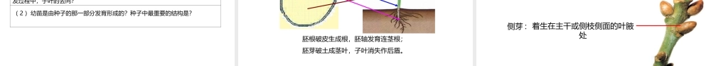 八年级生物上册 7.19.2植物的生长发育课件 （新版）苏科版-（新版）苏科级上册生物课件