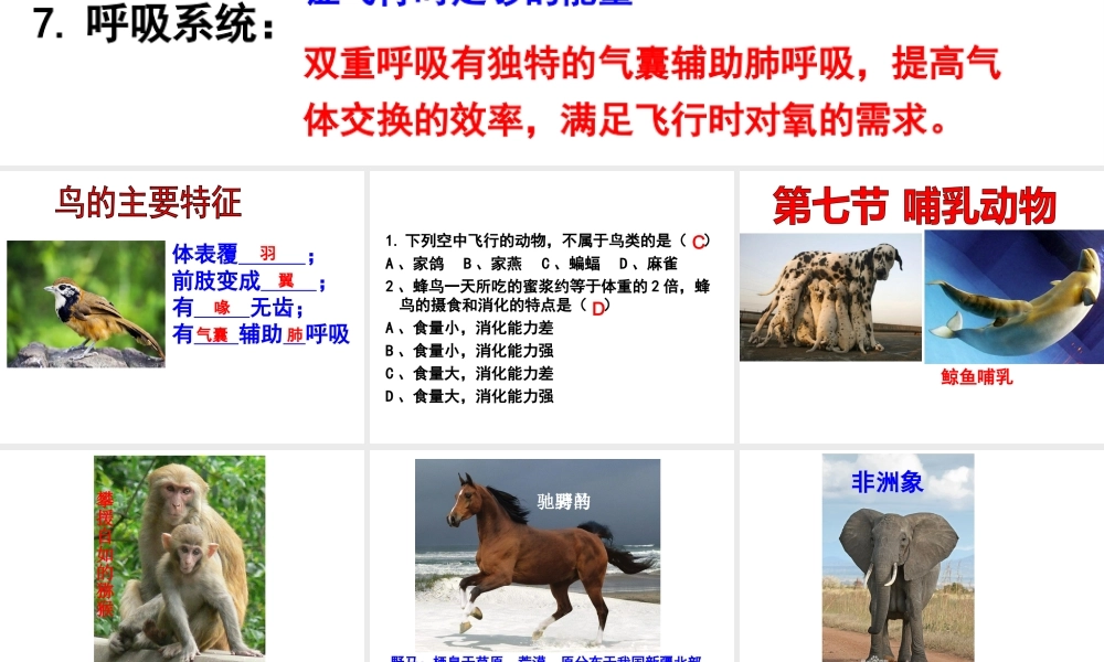 八年级生物上册 5.1.7 哺乳动物课件 （新版）新人教版-（新版）新人教版初中八年级上册生物课件