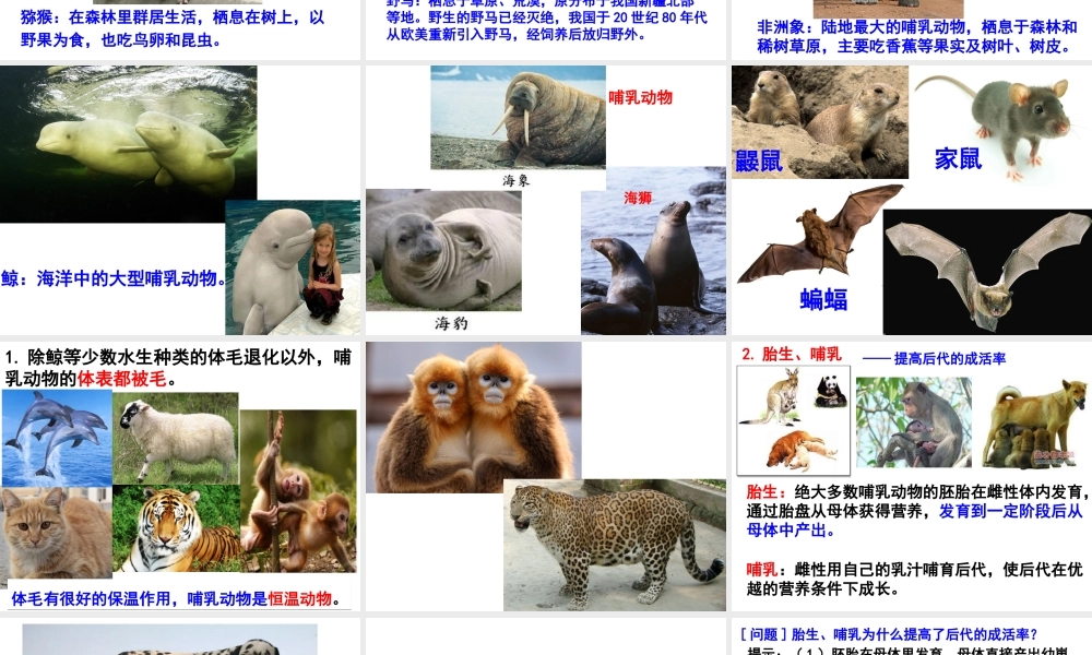 八年级生物上册 5.1.7 哺乳动物课件 （新版）新人教版-（新版）新人教版初中八年级上册生物课件