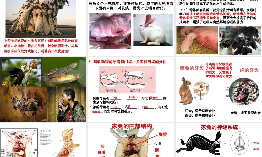 八年级生物上册 5.1.7 哺乳动物课件 （新版）新人教版-（新版）新人教版初中八年级上册生物课件