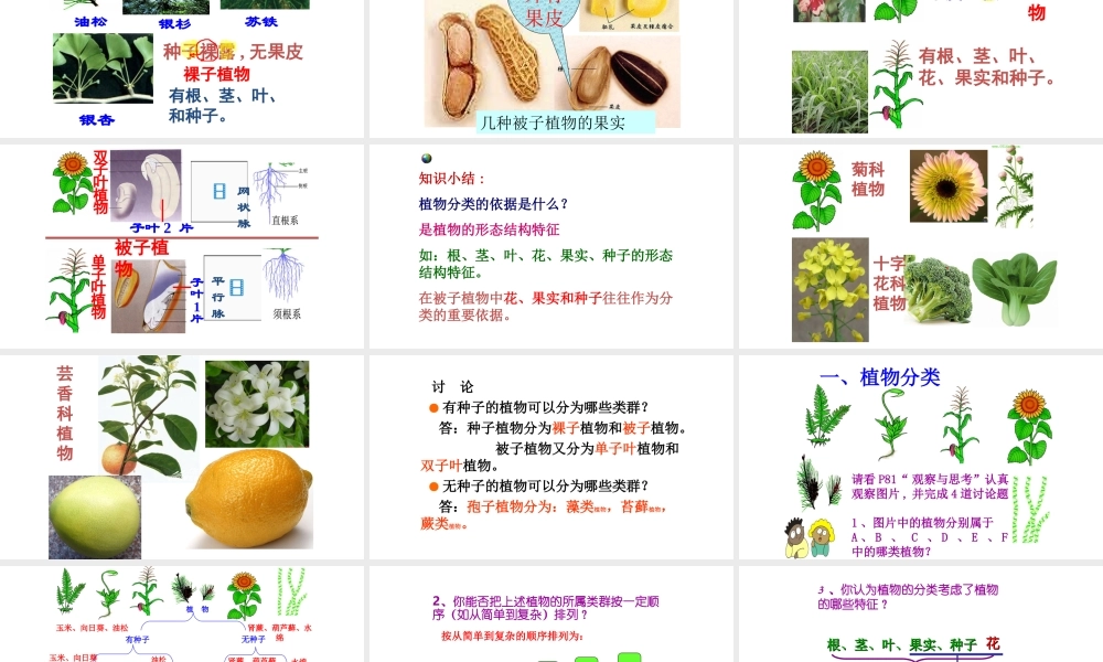 八年级生物上册 6.1.1 根据生物的特征进行分类课件 新人教版-新人教级上册生物课件