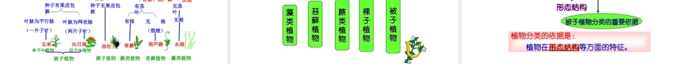 八年级生物上册 6.1.1 根据生物的特征进行分类课件 新人教版-新人教级上册生物课件