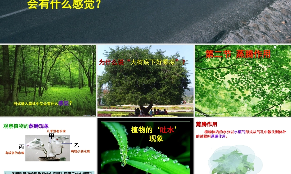 八年级生物上册 第3单元 第4章 第2节 蒸腾作用课件 （新版）冀教版-（新版）冀教版初中八年级上册生物课件