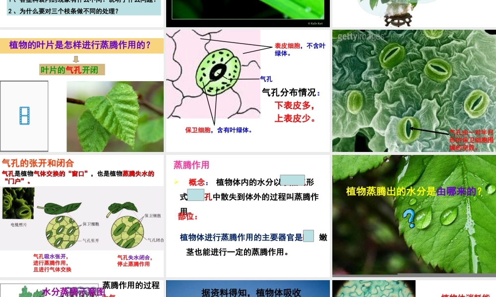 八年级生物上册 第3单元 第4章 第2节 蒸腾作用课件 （新版）冀教版-（新版）冀教版初中八年级上册生物课件