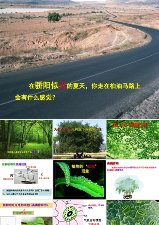 八年级生物上册 第3单元 第4章 第2节 蒸腾作用课件 （新版）冀教版-（新版）冀教版初中八年级上册生物课件