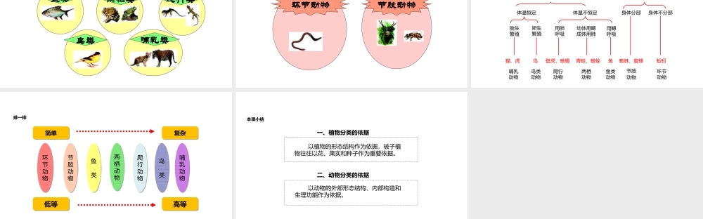 八年级生物上册 6.1.1《尝试对生物进行分类》教学课件 （新版）新人教版-（新版）新人教版初中八年级上册生物课件