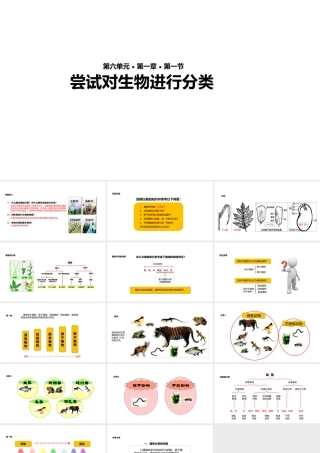 八年级生物上册 6.1.1《尝试对生物进行分类》教学课件 （新版）新人教版-（新版）新人教版初中八年级上册生物课件