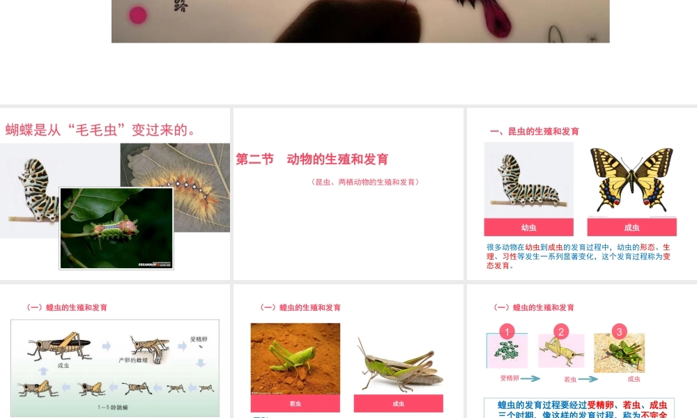 八年级生物上册 6.19.2 动物的生殖和发育课件 北师大版-北师大版初中八年级上册生物课件