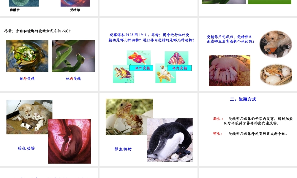 八年级生物上册 7.20.1《动物的生殖》课件 （新版）苏科版-（新版）苏科版初中八年级上册生物课件